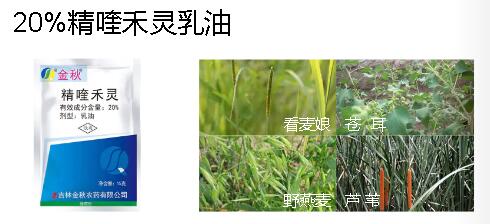 大豆田